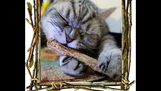 Мататаби для кошек.Как легко приучить кота к когтеточке/Matatabi for cats