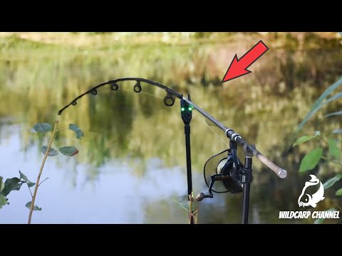 Carp Run COMPILATION 2022! PART 72! (Extreme Carp Run)