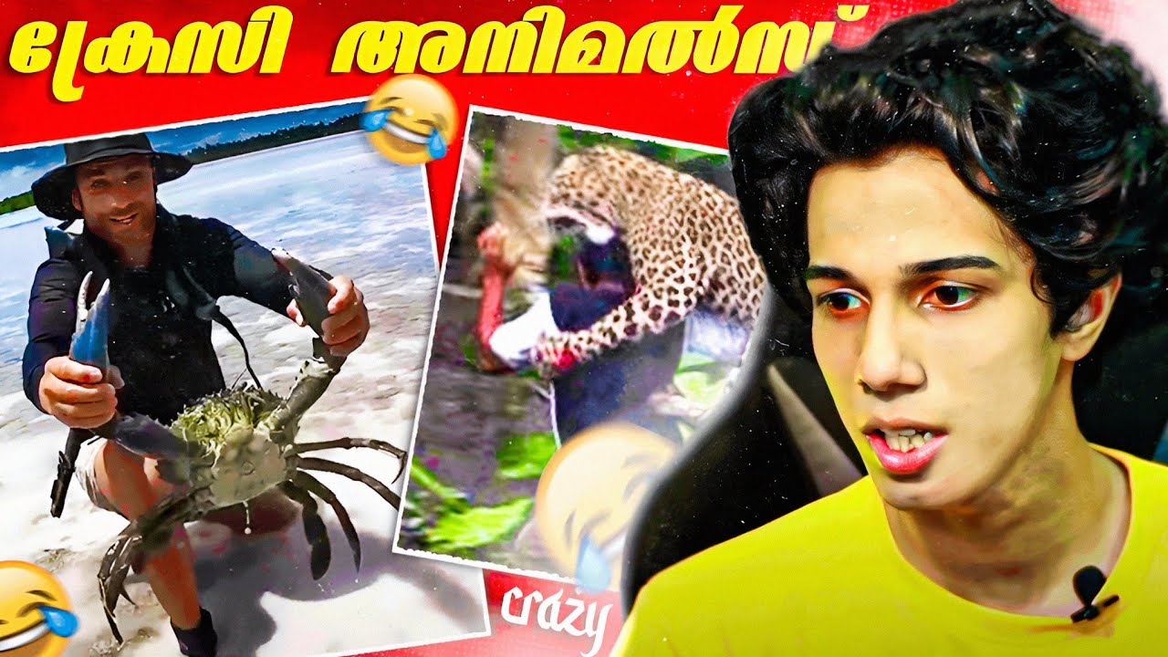 FUNNY ANIMALS REACTIONS...|Vectorheal