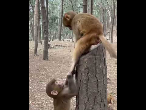 #ASMRMongkey #CuteDanjoomonkey  #Monkeyeating #FunnyMonkey #DanceMonkey / #monkey  Ept257  #shorts