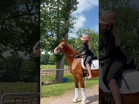 Is your dream horse there?🐴🔍For more information, videos, and test rides, contact Tessa at 017734...