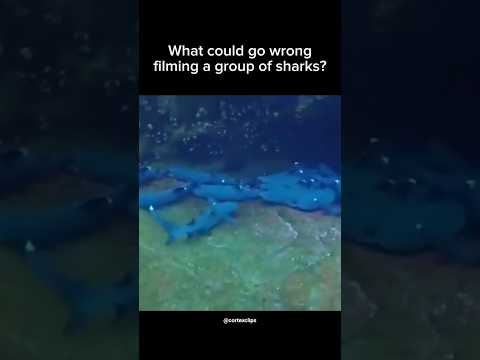 shark🦈 #cortex #funny #trending  #youtubeshorts#trendingshorts#sharktank #shark #sharktankindia