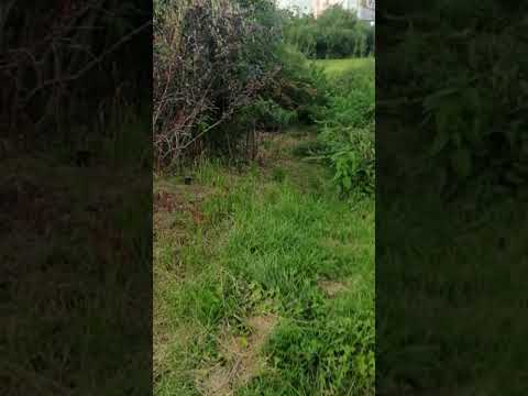 Rats attack in the center of Warsaw #shorts