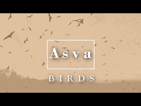 ASVA - Birds  (OFFICIAL)