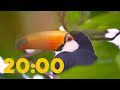 20 Minute Relaxing Timer Amazon Rainforest 4K