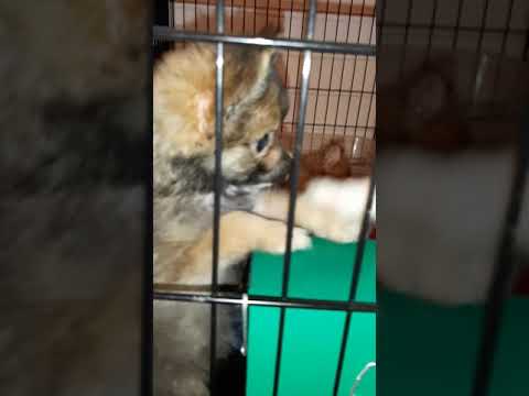 Teddy learning to use the litter box