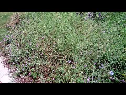 Violet Color Flowers in my Nearest Park