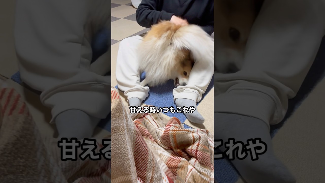 甘え方の違い #ポメコギ #ポメコーギー #甘えん坊