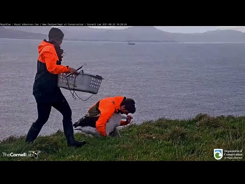 Royal Albatross Chick Tiaki Gets Weighed In A Basket | DOC | Cornell Lab – Aug. 25, 2021