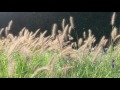 swaying fountain grass