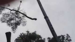 preview picture of video 'Tree Removal Orlando - Tree Work Now removes oak tree with crane & Orlando's top tree service crew'