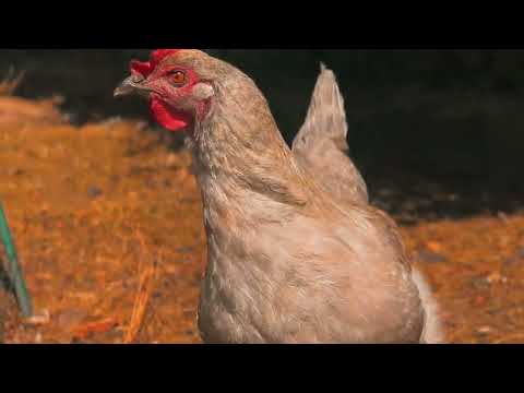 Impressionen vom Müllers Hühnerfarm - Seidenhühner, Silverruds bla, Zwergpaduaner... Küken 🐥 