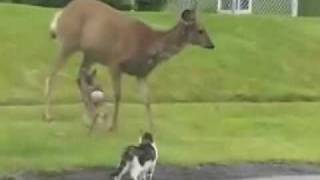 Mule Deer Doe Attacks a Dog and Cat Protecting Her Fawn