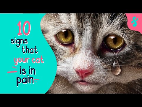 Signs Your Cat Is In Pain | Furry Feline Facts