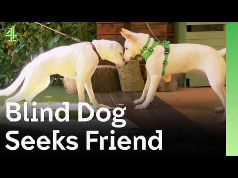 Blind Boxer Finds Soulmate | The Dog House 🐶