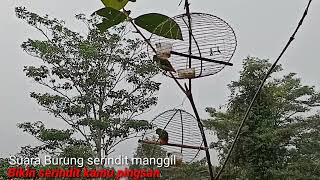 Download lagu Suara serindit manggil kawan lainnya saat di hutan mp3