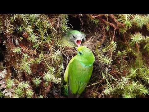 Chlorophonia cyanea (Blue-naped chlorophonia) feeding chicks