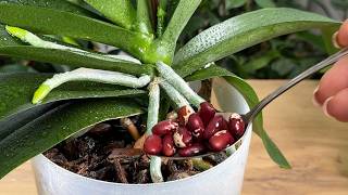 Schatz für Orchideen! Einfach zu den Wurzeln hinzufügen und selbst die Schwächsten werden stärker🌿