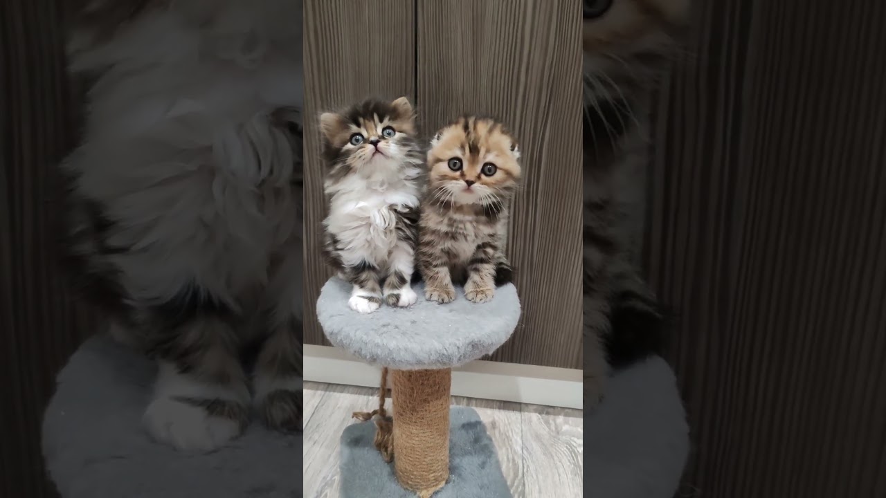 Как приучить кота к когтеточке: хитрости, которые работают! 😼🔧