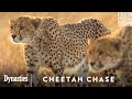 Dynasties II Cheetah Chase Watch On BBC America