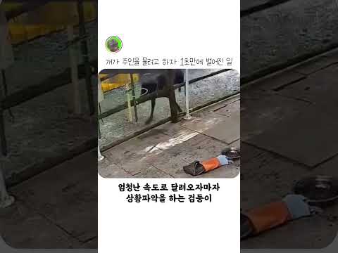 개가 주인을 물려고하자 1초만에 생긴 일