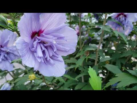 木槿花種植
