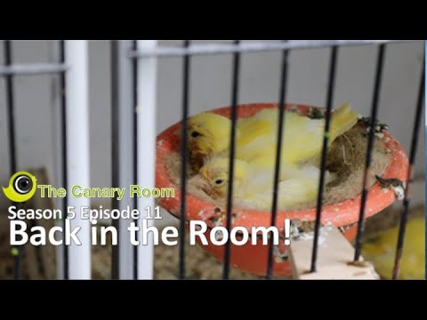 The. Canary Room Season 5 - Episode 11 Back in the Room!