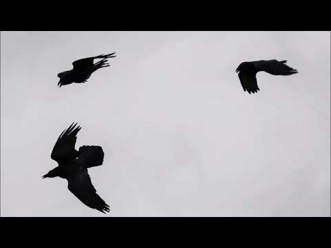 John Harle w/ Sarah Leonard -  Three Ravens (From "Terror & Magnificence" 1997)