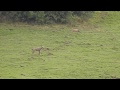 Italian Wolf Attacks Fox