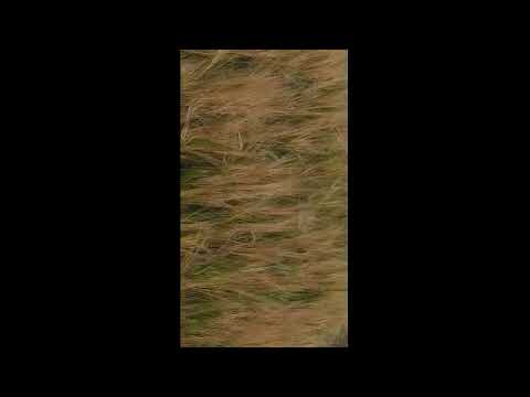 Gersten Sortendemo 21.06.2020 Grossbreitenbronn