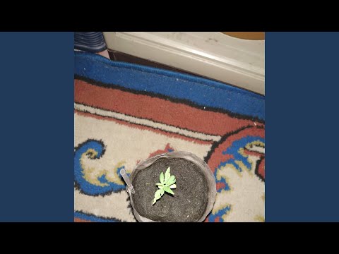 Kepada Kekasih (Acoustic)