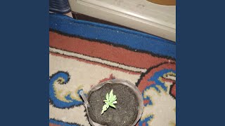 Download lagu Kepada Kekasih (Acoustic) mp3 Download lagu Kepada Kekasih (Acoustic) mp3