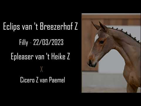 Eclips van 't Breezerhof Z