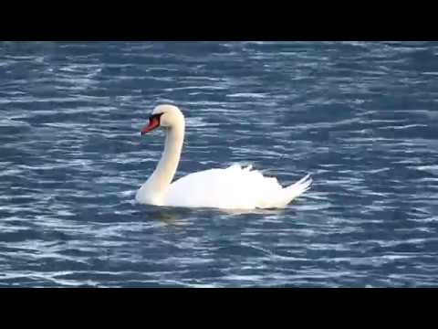 Eesti Rannad 14 /Estonian beaches 14. Pikakari rand. Toomas Argel