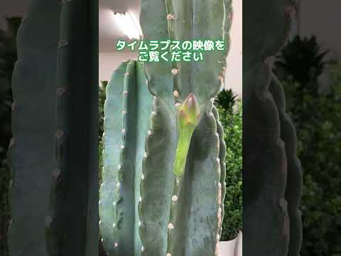 園芸 スノーボールサボテン