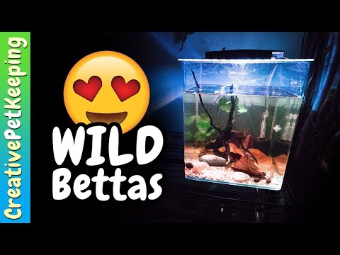 Unboxing my first WILD BETTA FISH!! Betta Mahachai