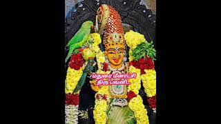 Download lagu #பல்லாக்கு குதிரையில பவனி வரும் மீனாட்சி #இளையராஜா #malaysia vasudevan #gangaiamaran mp3 Download lagu #பல்லாக்கு குதிரையில பவனி வரும் மீனாட்சி #இளையராஜா #malaysia vasudevan #gangaiamaran mp3