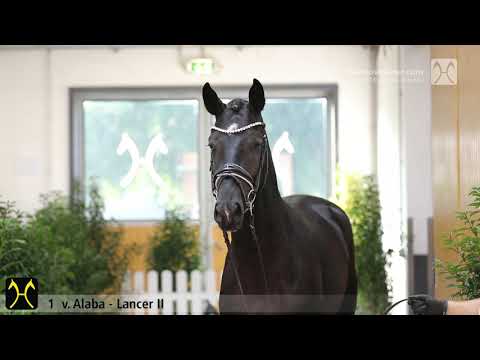 Verden Stallion Licensing 2020 - No. 1 Stallion by Alaba - Lancer II - Sir Shostakovich xx
