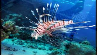 Learn how to cook and clean a Lion Fish in Belize
