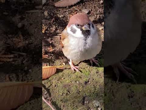 野生のスズメを飼いならす方法 何を食べる？