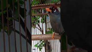 Download lagu pancingan poksay Mandarin dipagi hari mp3