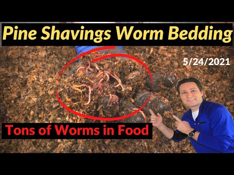 Pine Shavings Worm Bin Swarm of Worms 5/24/2021