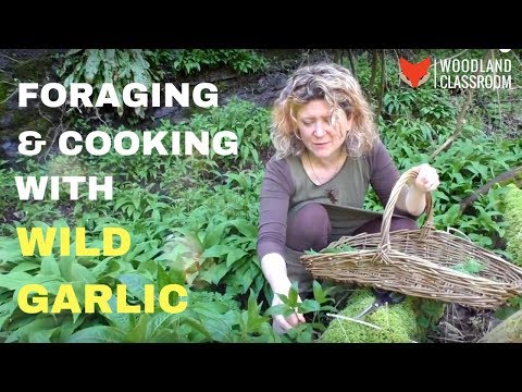 download lagu mp3 mp4 Eating Wild Garlic, download lagu Eating Wild Garlic gratis, unduh video klip Eating Wild Garlic