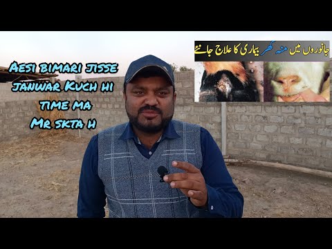 Khatarnak bemariyan janwar ko kese mehfooz kren