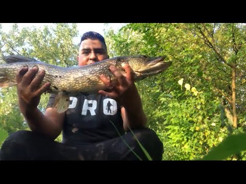 Una captura inesperada(lucios) northern pike