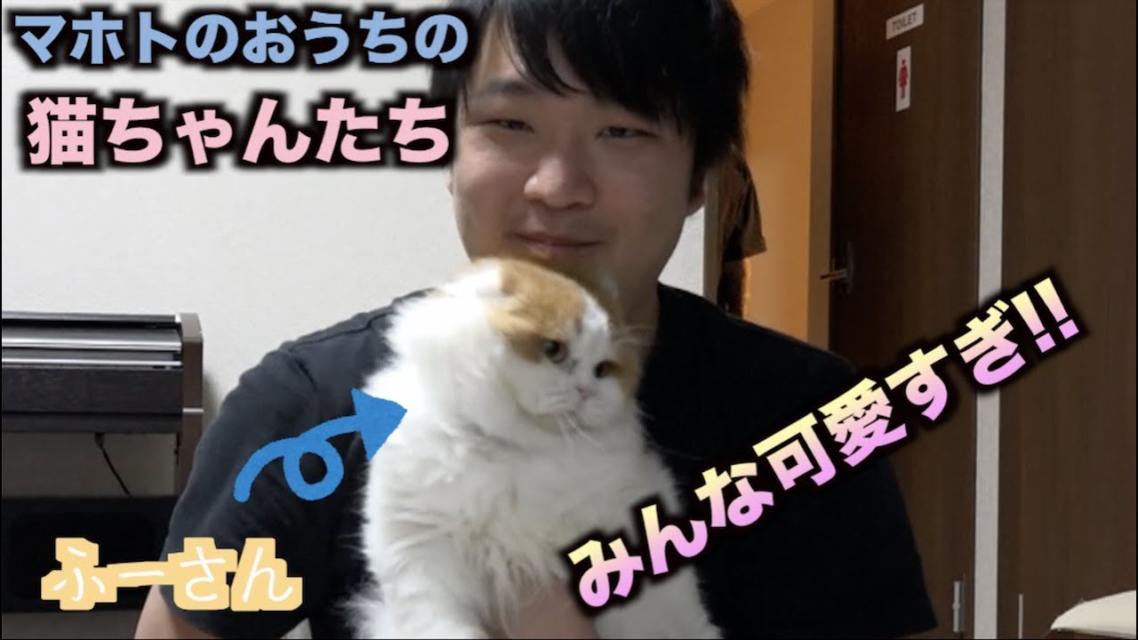マホトのおうちの猫ちゃんたちが可愛すぎてヤベェ！！！！！