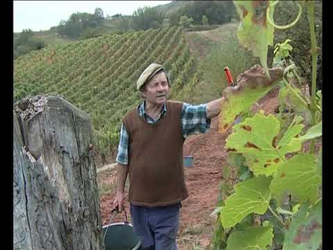Las persègas