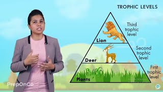 Our Environment - 4 | Food Chains | Trophic levels and energy flow in an ecosystem | CBSE Class 10
