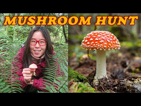 MUSHROOM HUNTING 🍁 Autumn Adventures in Washington