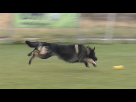 Natural Born Ball Killer - Urri z Kurimskeho haje